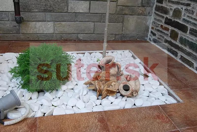 Púštna ruža PR22, 10-40 cm